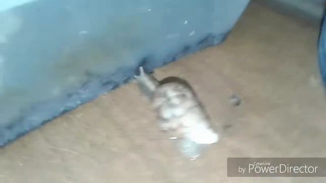 Новые улитки ахатины смотреть онлайн