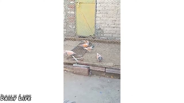 Racing Pigeons || Beautiful Pigeons Colony || Amazing Pijeons Farm || Trap Competition Of Pijeons | смотреть онлайн