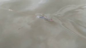 КИТАЙСКИЕ ВОБЛЕРЫ СВИМБЕЙТ ТРИ РАЗНОВИДНОСТИ