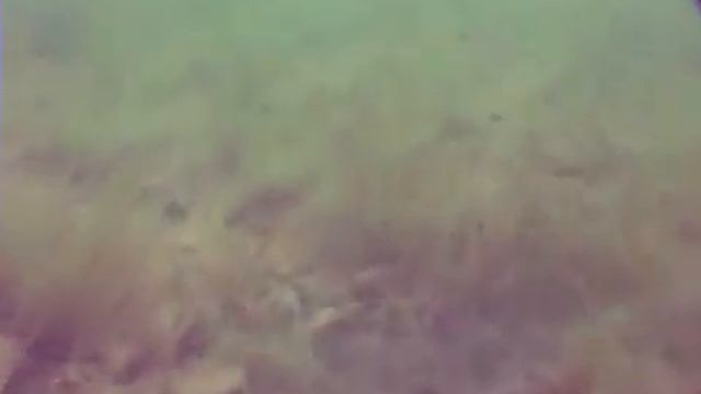 Korda Underwater. Подводная ловля карпа (фильм 2 часть 1)