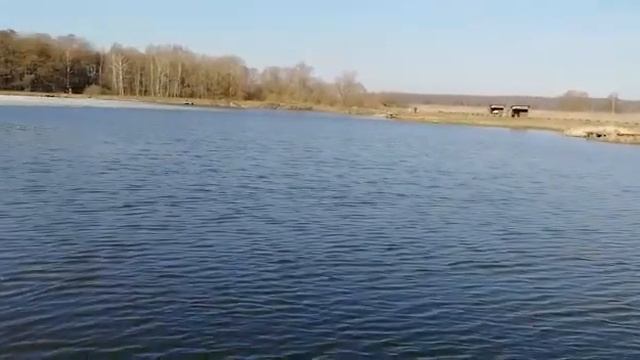 11.04.2019 МЕРЛЕЕВО