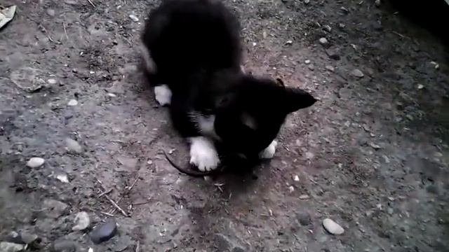 едим ящерицу смотреть онлайн