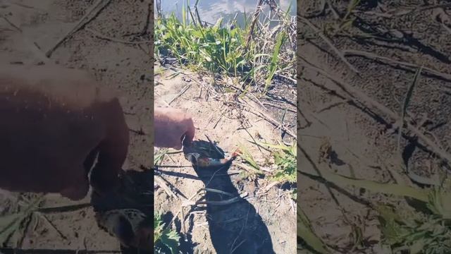 вот это рыбалка я понимаю! Начался бешеный клёв окуня смотреть онлайн