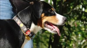 Догтренинг 567. Изумительная Шелли - тихий и скоростной энтлебухер зенненхунд