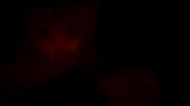 Дразнилка кота