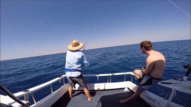 Baby Black Marlin