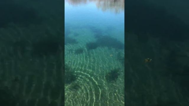 Воблер Jonna 12 Skandi Lure  победитель чемпионата Финляндии 2018 по ловле судака