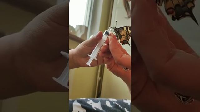 кормление бабочки махаона