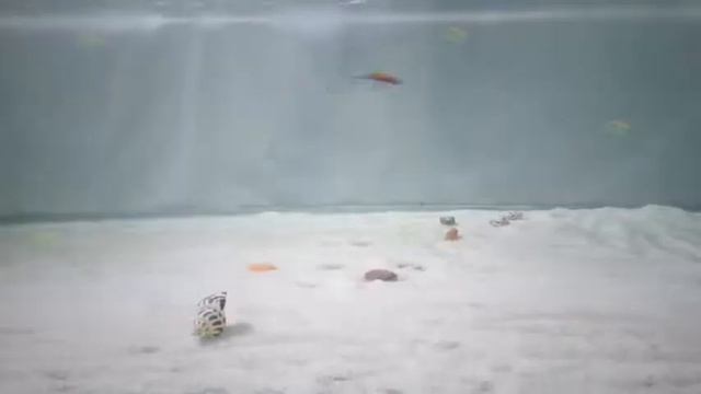Воблер BAIT WINNER Минноу (Minnow) MI133