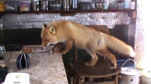 Очень наглая лисичка.