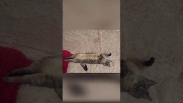 Видео для удовольстье смотреть онлайн