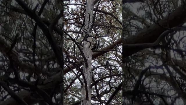 Большой пестрый дятел / Dendrocopos major / Great Spotted Woodpecker смотреть онлайн