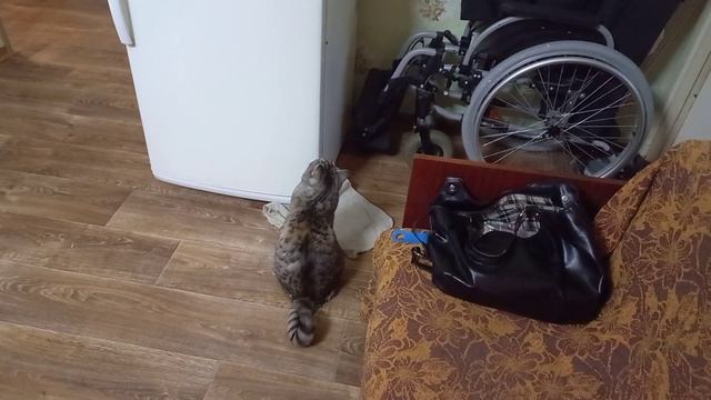 Кошка Сонечка ловит муху смотреть онлайн