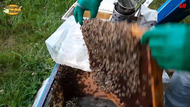 пчеловодство в лежаке поставил рамки за заставные а пчела их не сушит смотреть онлайн