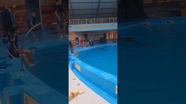 Знакомство с пони. Поездка в Camberlend 2021. Купание в дельфинарии Немо смотреть онлайн