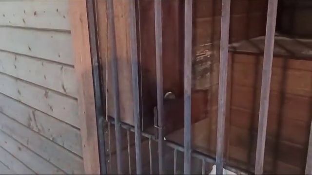 Умная кормушка для собаки в вольер своими руками смотреть онлайн