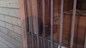 Умная кормушка для собаки в вольер своими руками