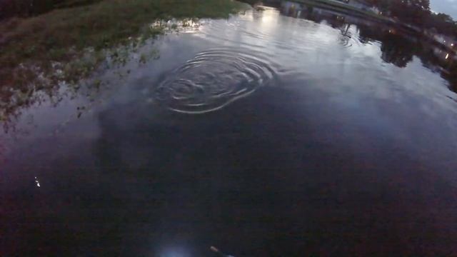 Bite Of The Day, Number #86. Yozuri 3D Popper Bass On Rainbow River At Sunset!