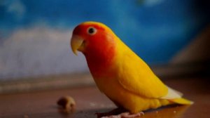 Красивый неразлучник. Клюет. Сбегает