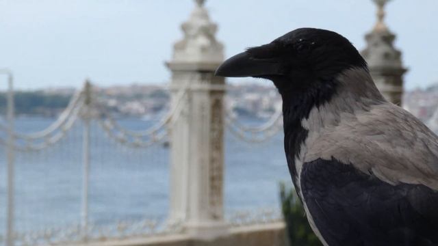 Dolmabahce Palace смотреть онлайн