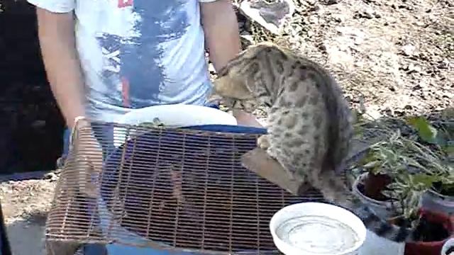 Бой за ужин