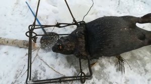 Ловля бобра зимой проходными капканами. И опять результат.
