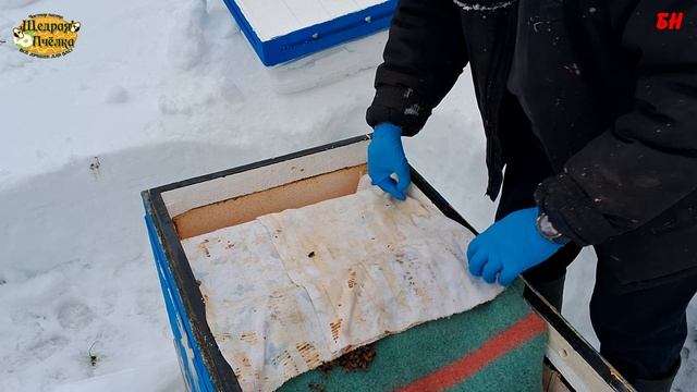 пчеловодство, Ульи ППС Пеноулк, контроль сырости в лежаке, хорошая зимовка, сухо, сырости нет смотреть онлайн