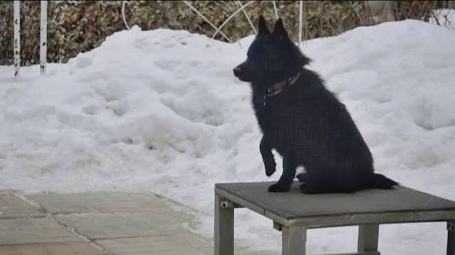 Догтренинг 586. Правильная шипперке. Зачетный урок.