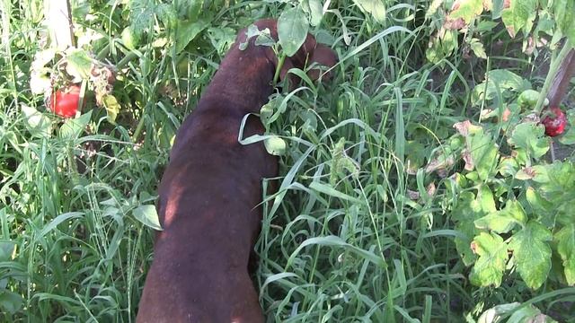 Чарли в помидорах. Июль 2012 г. смотреть онлайн