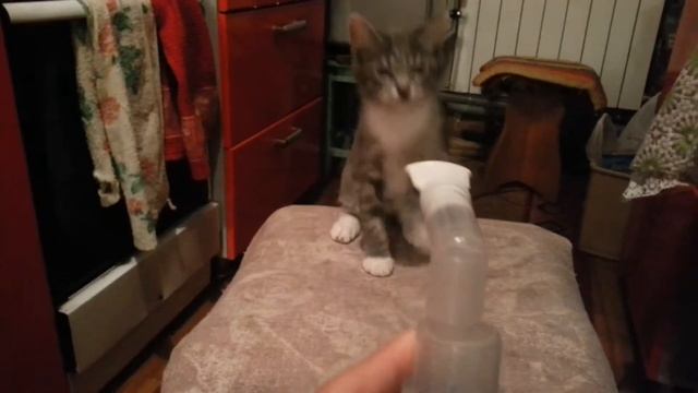 Милый котенок смотреть онлайн
