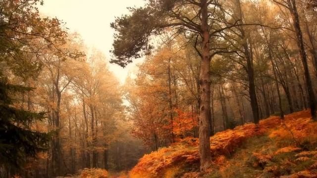 Beautiful nature part 56 смотреть онлайн