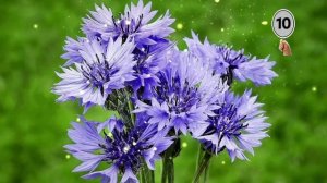 Цветочный бал (викторина)