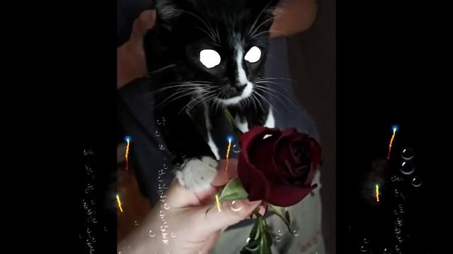 кот смотреть онлайн