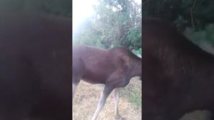 Лосиха Соня в Ломовском парке