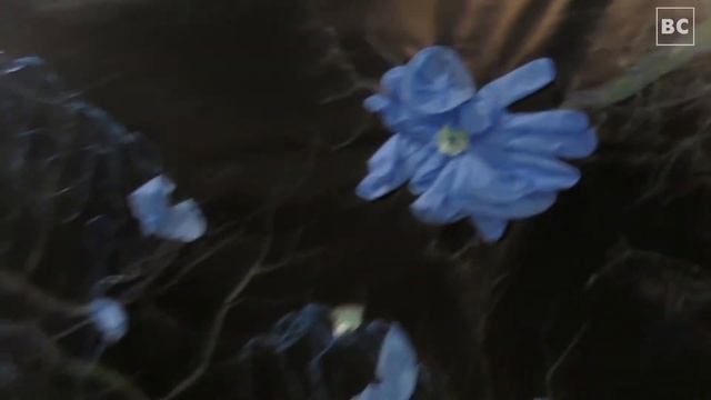 Выставка "4 элемента" в Староладожской крепости смотреть онлайн