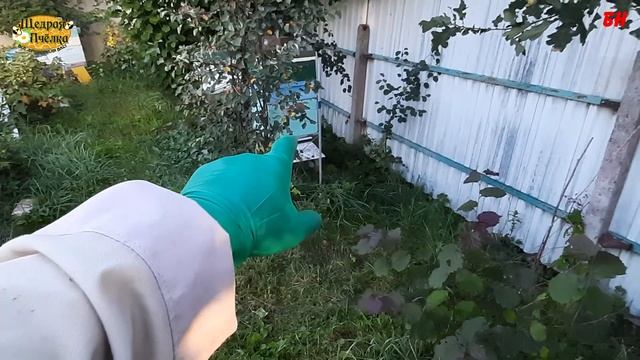 пчеловодство немного о матках от плаксия смотреть онлайн