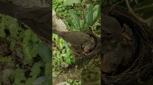 Дикие птицы кормят в гнезде птенцов Едят их помёт и согревают