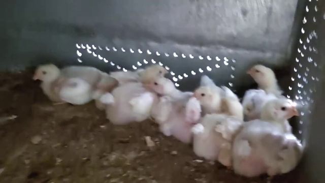 А вот и цыплята 11 дней !