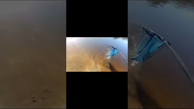 Вываживание густярки смотреть онлайн