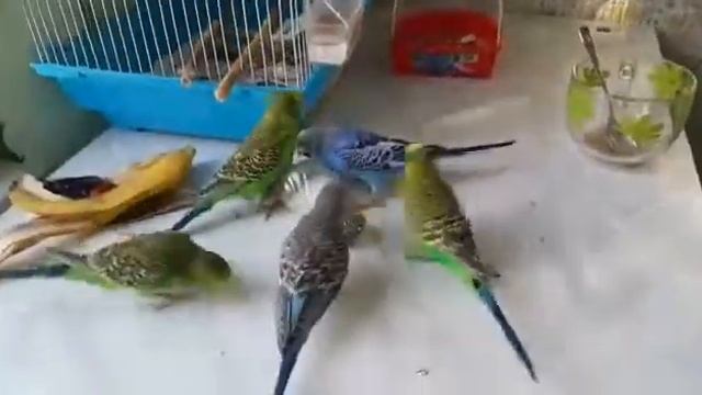 Весёлые попугаи! смотреть онлайн