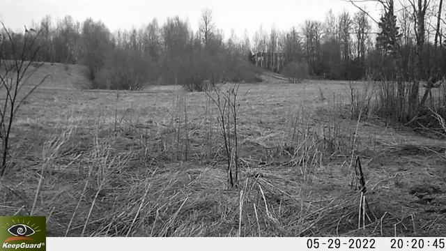 Лиса весной