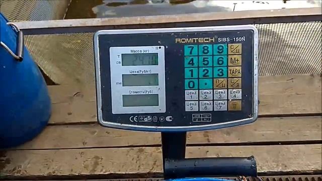Зарыбление осетром нижнего водоёма 100 кг смотреть онлайн