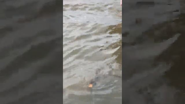 Рыбалка на сазана, Амур 27.05.2019