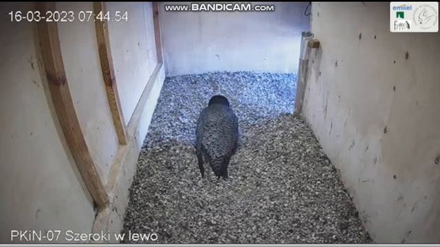 PKiN Warszawa PL - Giga In In The Nesting Hole, Fitting, Left, Calls MATING 2023 03 16 07 41