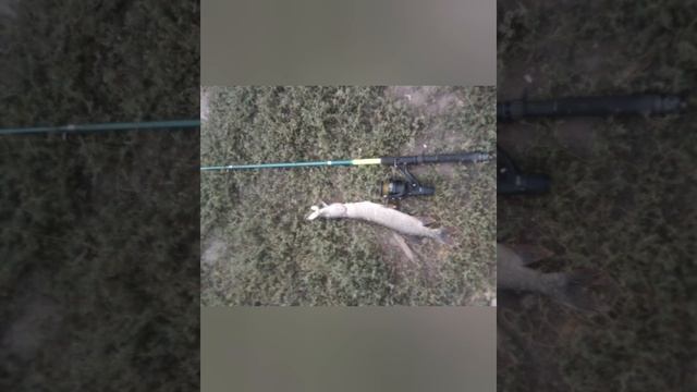 рыбалка на щуку