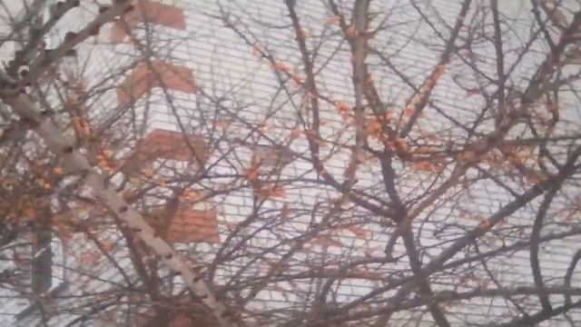 Неопознаная птичка - Дрозд-рябинник!!! Только почему он на облепихе?!