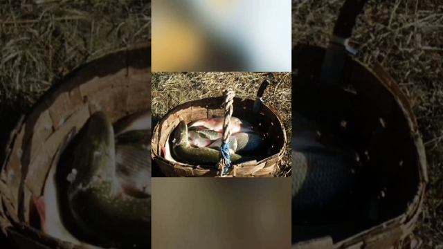 #первая рыба# Спиннинг#вкусная щука#зимняя рыбалка#зимняя рыбалка 2024#ловля на спиннинг#Щука#рыба#