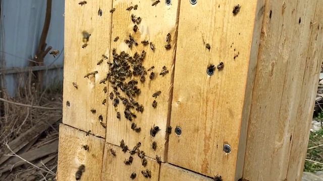 Заселяю пчел в стоячие колоды смотреть онлайн