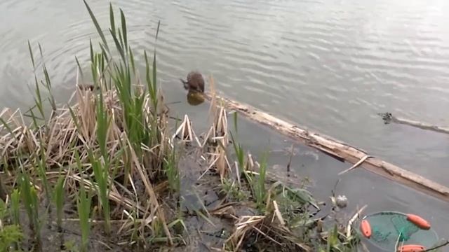 Случай на пруду