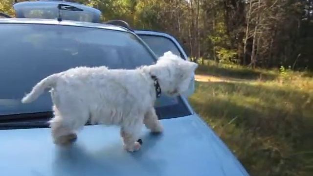 Собака и мухи смотреть онлайн